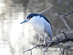 Nycticorax nycticorax