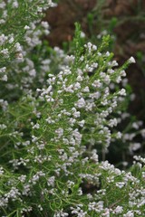 Erica brownleeae
