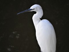 Egretta garzetta