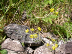 Bupleurum falcatum falcatum