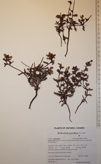 Pedicularis parviflora