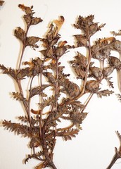 Pedicularis parviflora