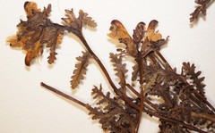 Pedicularis parviflora