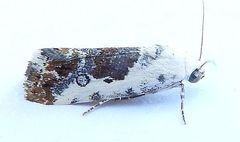 Ponometia phecolisca