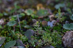 Lysimachia linum-stellatum