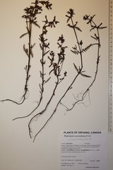 Pedicularis parviflora