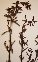 Pedicularis parviflora