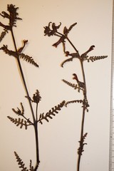 Pedicularis parviflora