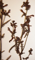 Pedicularis parviflora