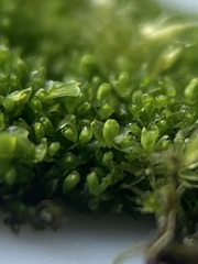 Mesoptychia bantriensis