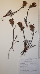 Pedicularis sudetica interior