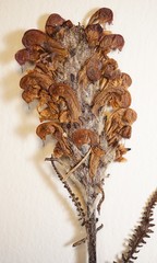 Pedicularis sudetica interior