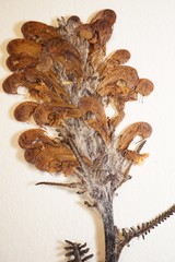 Pedicularis sudetica interior