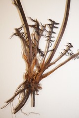 Pedicularis sudetica interior