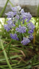 Muscari neglectum