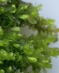 Mesoptychia bantriensis