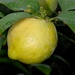 Lemon - Photo (c) Biopix, some rights reserved (CC BY-NC)