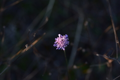 Scabiosa triandra