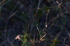 Scabiosa triandra