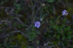 Scabiosa triandra