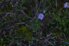 Scabiosa triandra