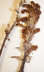 Pedicularis sudetica interior