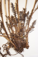 Pedicularis sudetica interior