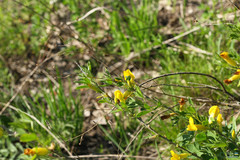 Chamaecytisus ruthenicus