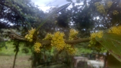 Xylosma spiculifera