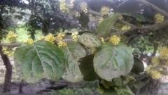 Xylosma spiculifera