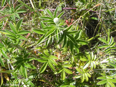 Acaena argentea