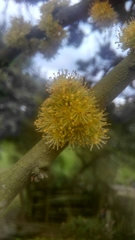 Xylosma spiculifera
