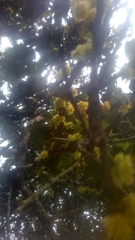 Xylosma spiculifera