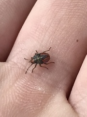Sinopla perpunctatus