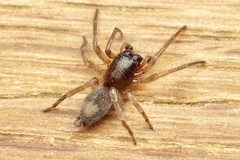 Porrhoclubiona leucaspis