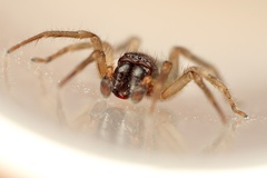 Porrhoclubiona leucaspis