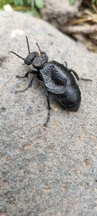 Meloe tuccius