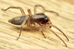 Porrhoclubiona leucaspis