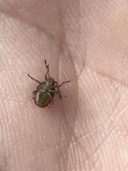 Sinopla perpunctatus
