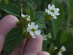 Lantana grisebachii