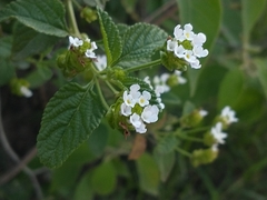 Lantana grisebachii