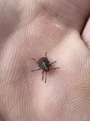 Sinopla perpunctatus