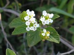 Lantana grisebachii