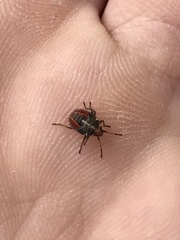 Sinopla perpunctatus
