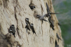Riparia riparia