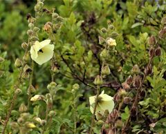 Hibiscus diversifolius