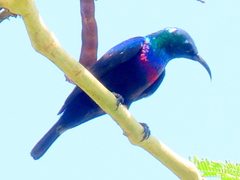 Cinnyris bifasciatus microrhynchus