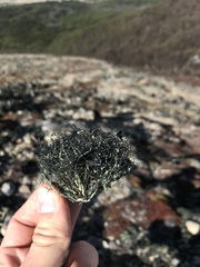 Usnea aurantiaco-atra