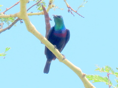 Cinnyris bifasciatus microrhynchus