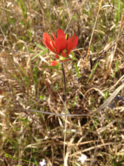 Castilleja coccinea